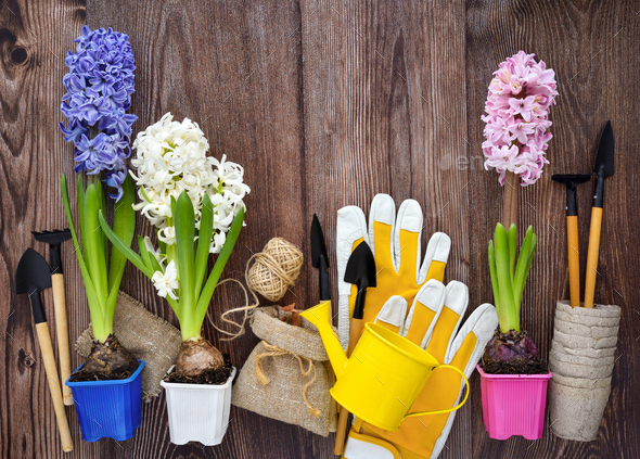 Garden tools, hyacinth flowers and plants on a rustic wooden background - Stock Photo - Images