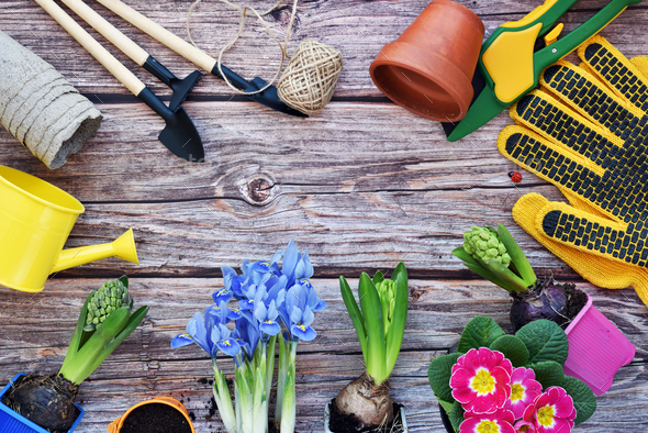 Garden tools, flowers and plants on a rustic wooden background, frame. Gardening concept. Top view - Stock Photo - Images