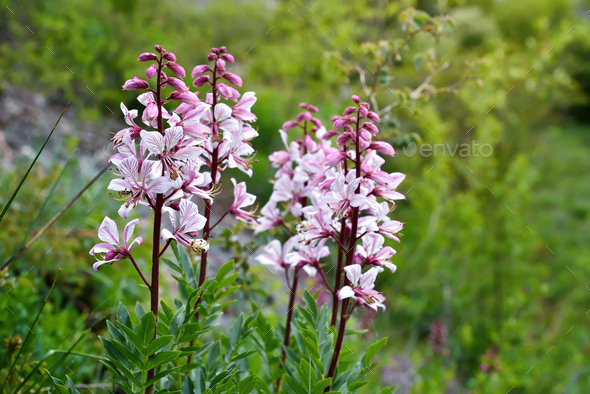 Pink flowers of wild plant Diptam (Dictamnus albus) or Burning Bush, or Fraxinella, or Dittany - Stock Photo - Images