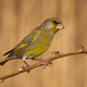 European greenfinch sitting on stump in spring with blurred background - PhotoDune Item for Sale