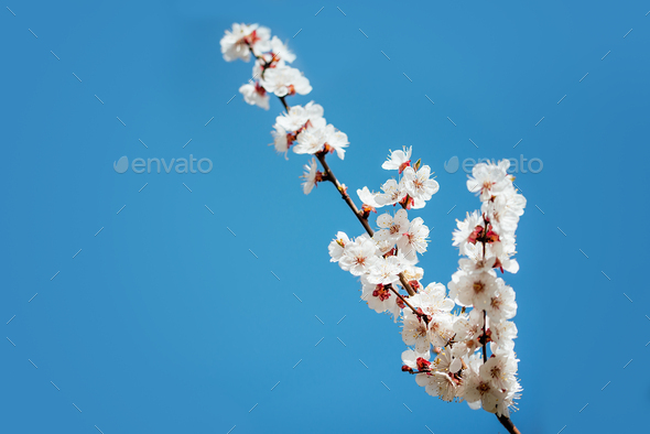 Branches of blossoming cherry macro with soft focus Easter and spring greeting cards. Springtime