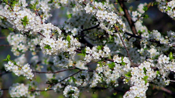 Flowering Tree 8