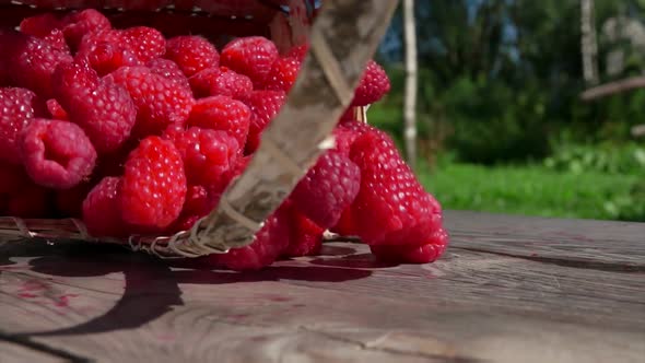 Basket Full of Red Raspberries Is Falling on Table alt