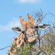 Giraffe with tongue visible - PhotoDune Item for Sale