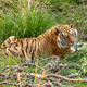 Tiger, Panthera tigris, the largest feline species - PhotoDune Item for Sale