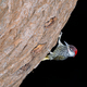 Male Golden-tailed Woodpecker, Campethera abingoni, at its nest - PhotoDune Item for Sale