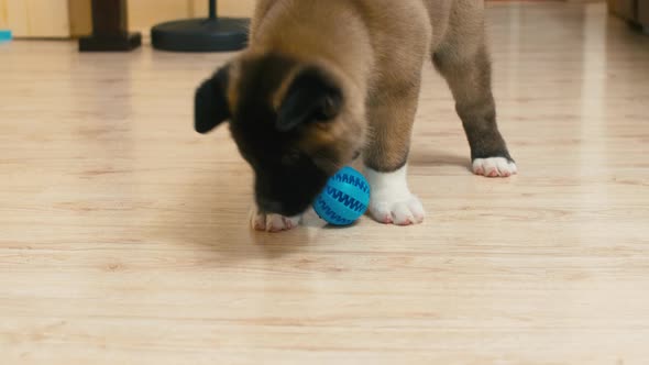 Akita puppy playing with dog's toy