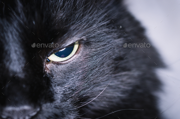 Close-up of a black cat's squinted eye with a drawing of a ring of light inside.
