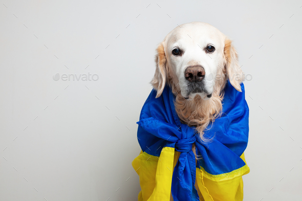 Sad golden retriever dog covers Ukrainian blue and yellow flags need support.