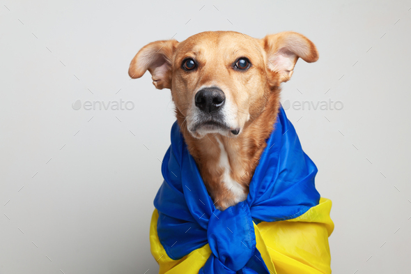 Red mixed breed dog covers Ukrainian blue and yellow flags need support.
