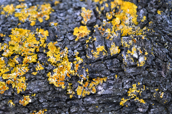 Nature background. Yellow moss adhering to a log.