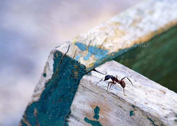 Ant walking over a wooden board.