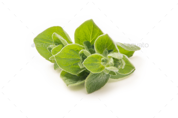 Oregano Bright Green Leaves. Fresh Oregano Isolated on a White Background - Stock Photo - Images