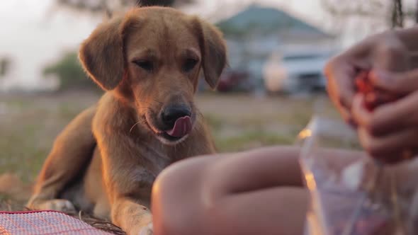 Close up shot of a woman feeding a hungry homeless mongrel dog with chicken meat and bones, helping alt