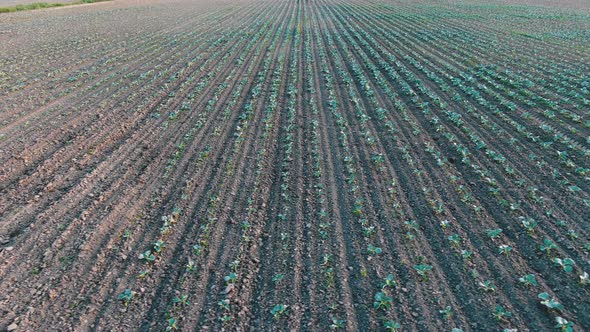 Motion Along Long Parallel Rows of Cabbage Sprouts in Soil alt