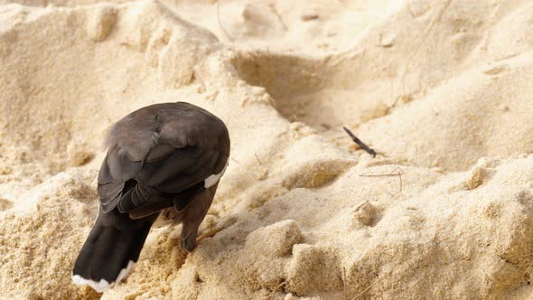 Common Myna -Acridotheres Tristis- alt
