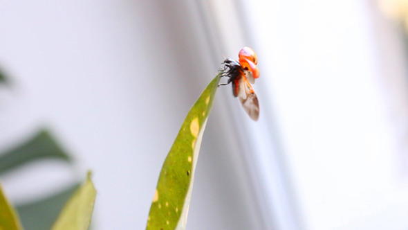 Ladybug 8
