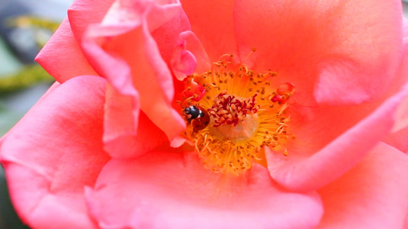 Ladybug on a Rose 1