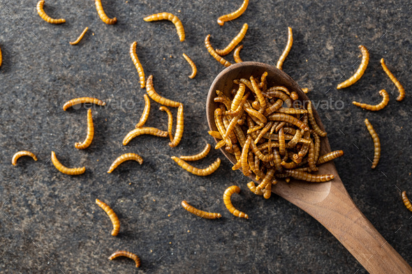 Fried salty worms. Roasted mealworms on wooden spoon. - Stock Photo - Images