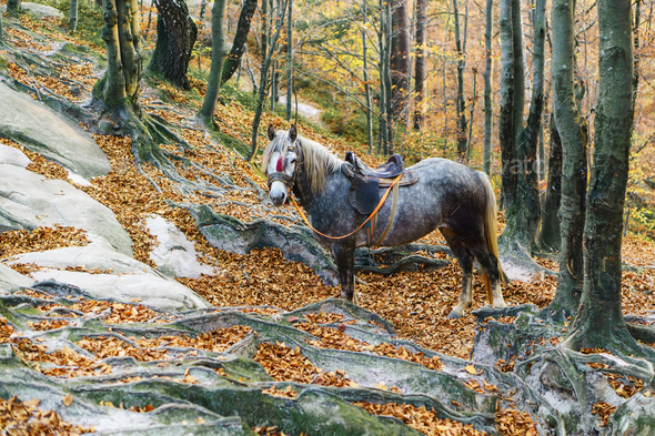 Portrait of fantasy magic fairy tale gray horse wearing red harness