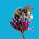 Bumblebee full of pollen - PhotoDune Item for Sale