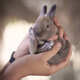 Crop person showing small rabbit - PhotoDune Item for Sale
