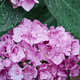 raindrops on a pink hydrangea flower, concept of freshness and fragrance - PhotoDune Item for Sale