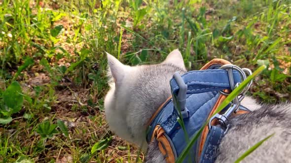 British White Cat Walking in an Orange Harness on the Grass in Summer Rear View