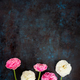 Flatlay of white and pink ranunculus flowers. Floral composition, pattern or wallpaper. - PhotoDune Item for Sale