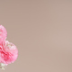 Floral composition of pink ranunculus flowers over light pink background. - PhotoDune Item for Sale