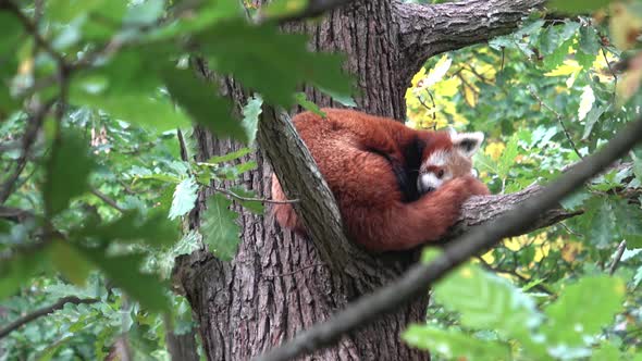 Red Panda, Firefox or Lesser Panda (Ailurus fulgens) resting in a tree.