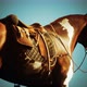 Saddle with Stirrups on a Back of a Horse - VideoHive Item for Sale