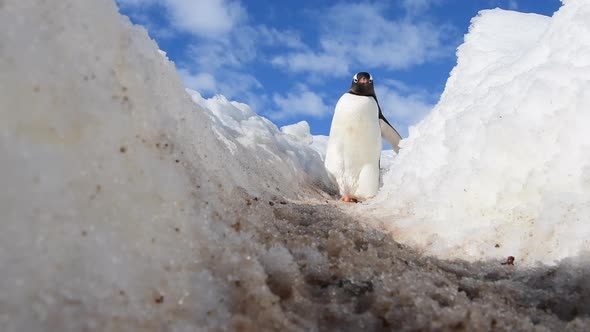 Gentoo Penguins Walk on Higway in Antarctica