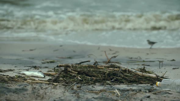 Dead Fish on Seashore, Negative Impact of Water Pollution and Waste Resources alt