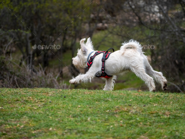 White dog on red harness running in a rural scene