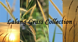 Lalang Grass (Imperata Cylindrical)