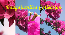 Bougainvillea Collection