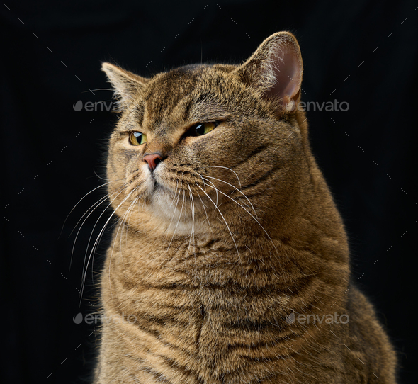 Adult gray cat Scottish Straight sits on a black background. Sad and angry muzzle