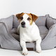 Portrait of cute dog jack russell terrier lying in pet bed and looking at camera - PhotoDune Item for Sale