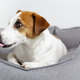 Close-up portrait of dog jack russell terrier licking nose, lying in pet bed. - PhotoDune Item for Sale