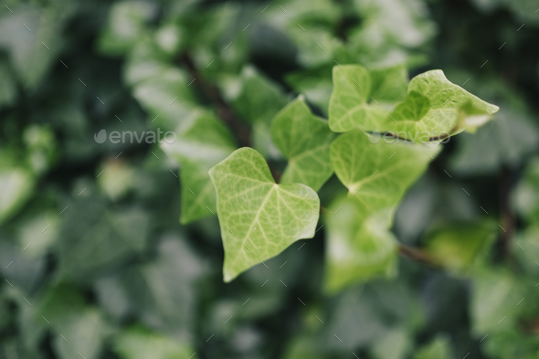 close up detail of A wall of common green ivy. Usable as a background or texture