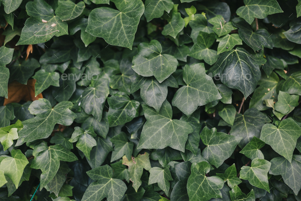 A wall of common green ivy. Usable as a background or texture