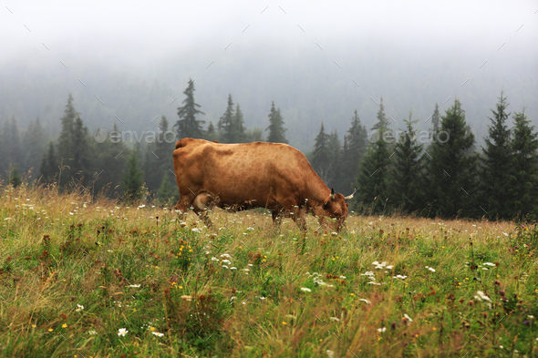 A red cow grazes in a summer meadow with mountains in the background. year of the bull.