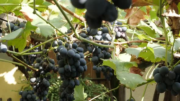 Vitis vinifera fruit on wooden construction slow-mo close-up  footage