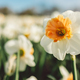 Daffodils - spring 2022 - PhotoDune Item for Sale