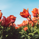 Tulips - spring 2022 - PhotoDune Item for Sale