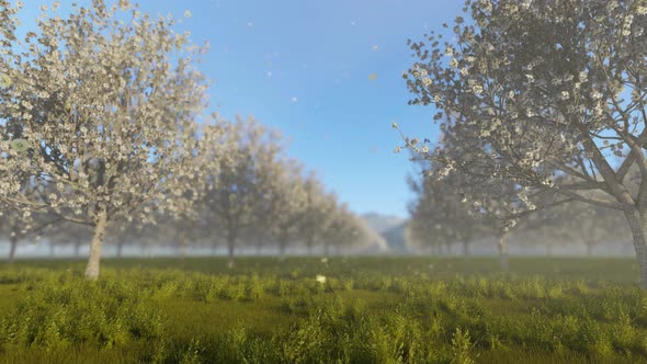 Blossoming Apple Orchard In Spring