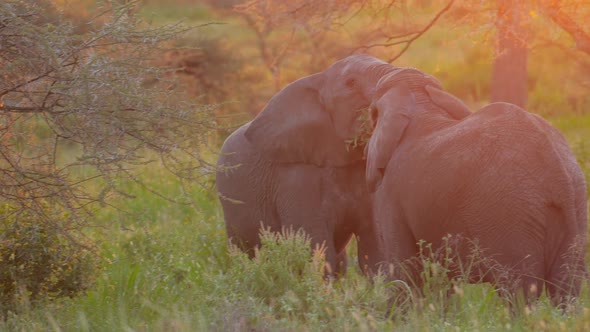Elephant Fight in Svannah Tusks and Trunks Up Big Strength Weight and Muscles alt