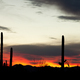 Saguaro Cacti Sonoran Desert Sunset - PhotoDune Item for Sale