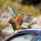 NZ alpine parrot Kea trying to vandalize a car - PhotoDune Item for Sale